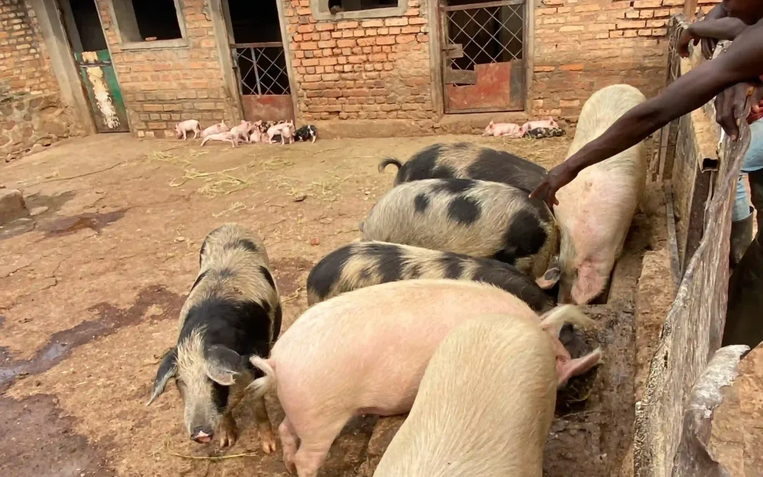 Granja de cerdos en Ngozi